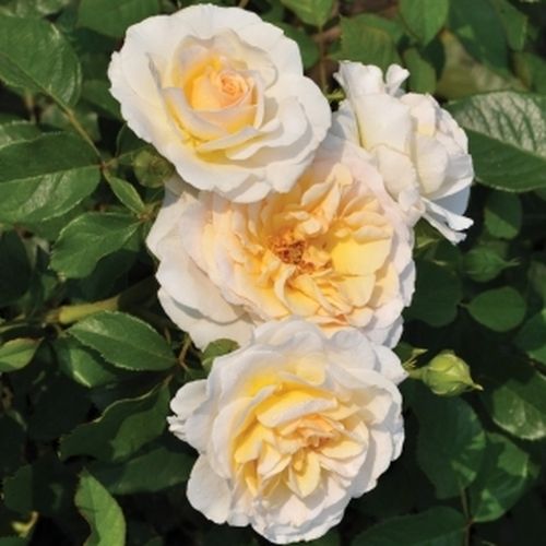 Shop - Rosa Tisa™ - gelb - floribundarosen - diskret duftend - PhenoGeno Roses - -